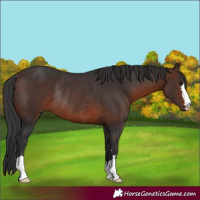 Horse Color:Brown Rabicano