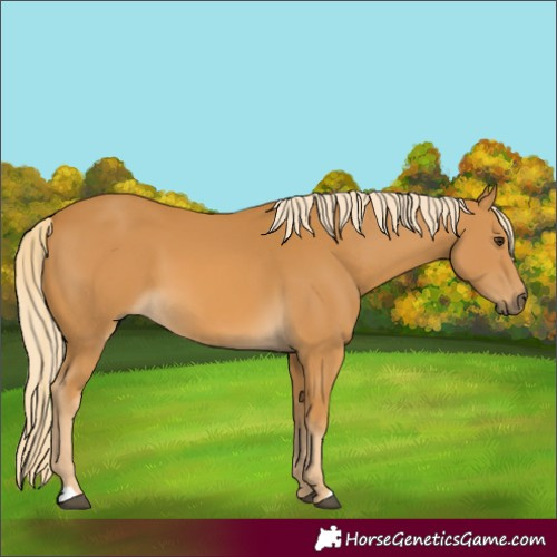 Horse Color:Palomino