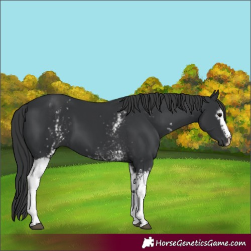 Horse Color:White Spotted Black 