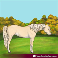 Horse Color:Palomino Dun Splash 