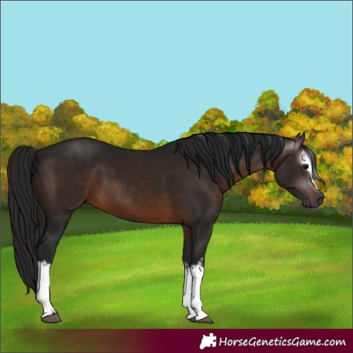 Horse Color:Gray White Spotted Bay 