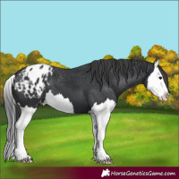Horse Color:Black Splash Appaloosa 