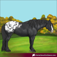 Horse Color:Black Splash Appaloosa