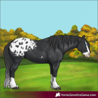 Horse Color:Black Splash Appaloosa 