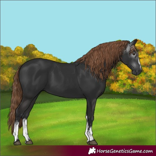 Horse Color:Gray White Spotted Liver Chestnut 