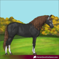 Horse Color:Gray White Spotted Liver Chestnut 