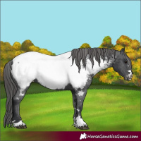 Horse Color:Black Appaloosa