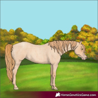 Horse Color:Gold Champagne Roan 