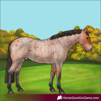 Horse Color:Bay Roan 