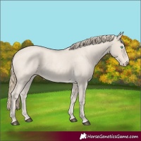 Horse Color:Smoky Creme Roan 