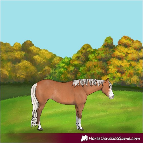 Horse Color:Silver Bay Sabino Rabicano 