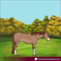Horse Color:White Spotted Red Dun