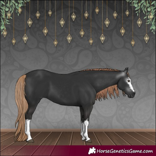 Horse Color:Gray White Spotted Liver Chestnut 