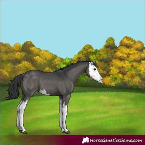 Horse Color:Unknown 