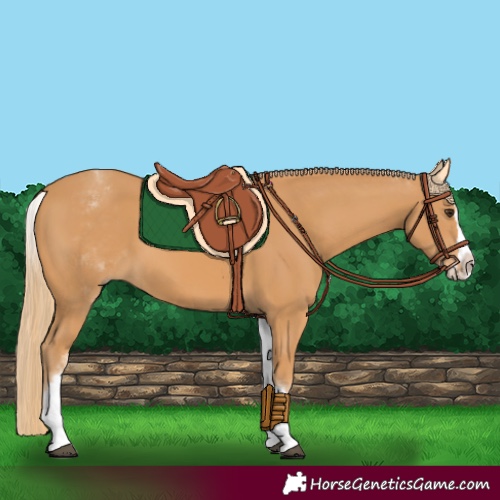Horse Color:White Spotted Chestnut Splash 