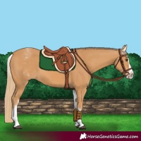 Horse Color:White Spotted Chestnut Splash 