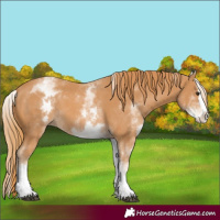Horse Color:White Spotted Chestnut Splash 