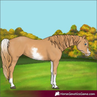 Horse Color:White Spotted Chestnut Splash 