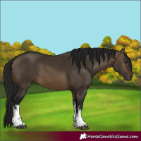Horse Color:Gray White Spotted Brown Dun 