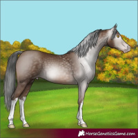 Horse Color:Gray White Spotted Sable Champagne 