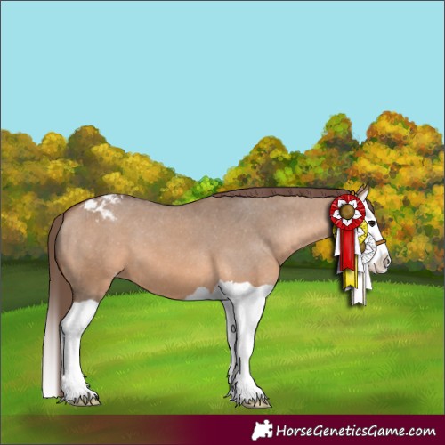 Horse Color:Bay Dun Splash Appaloosa 