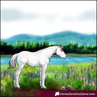 Horse Color:Brown Mushroom Sabino Tobiano Near Fewspot