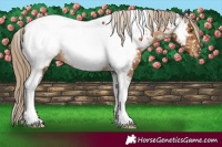 Horse Color:Chocolate Palomino Tobiano Near Fewspot 