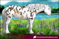 Horse Color:Buckskin Mushroom Sabino Tobiano Appaloosa Rabicano