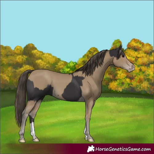 Horse Color:Smoky Black  and Classic Cream Champagne 