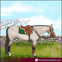 Horse Color:Bay Roan Dun 