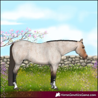 Horse Color:Bay Roan Dun 
