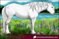 Horse Color:Gray White Spotted Silver Brown Tobiano Appaloosa 