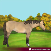 Horse Color:Buckskin Dun 