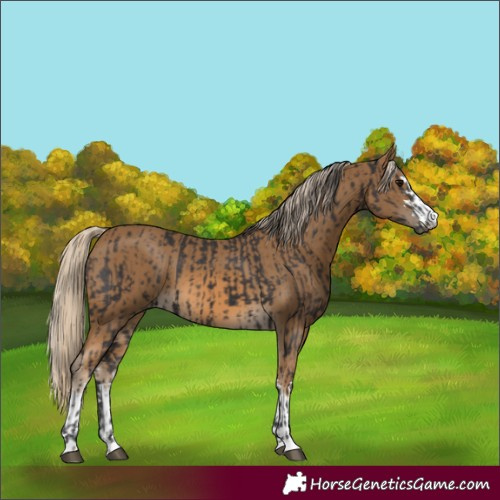 Horse Color:Smoky Black  and Chocolate Palomino 