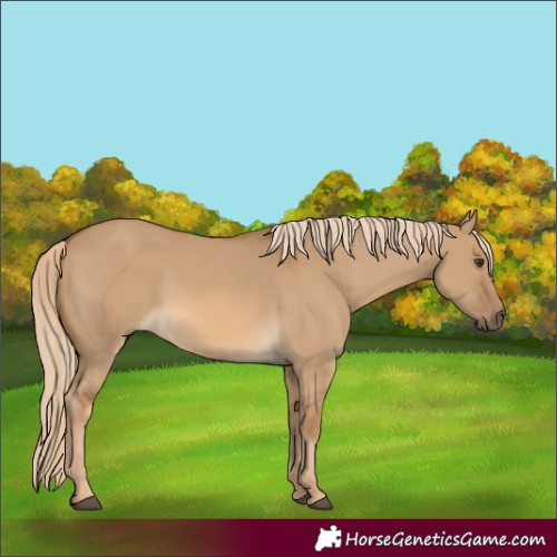 Horse Color:Chocolate Palomino Dun 