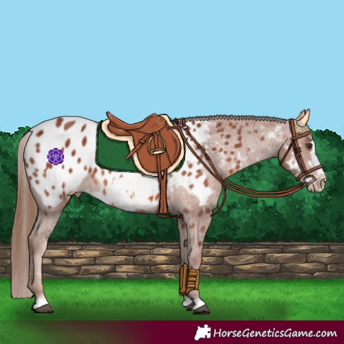 Horse Color:Chestnut Frame Near Leopard