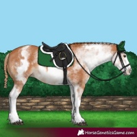 Horse Color:White Spotted Chestnut Splash 
