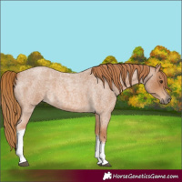 Horse Color:Red Roan Tobiano 