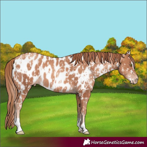 Horse Color:Gold Champagne Appaloosa and Gold Champagne Appaloosa