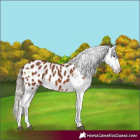 Horse Color:Chestnut Blanket 