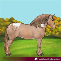 Horse Color:Chestnut Blanket 