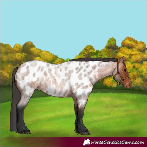Horse Color:Bay Roan Appaloosa Rabicano 