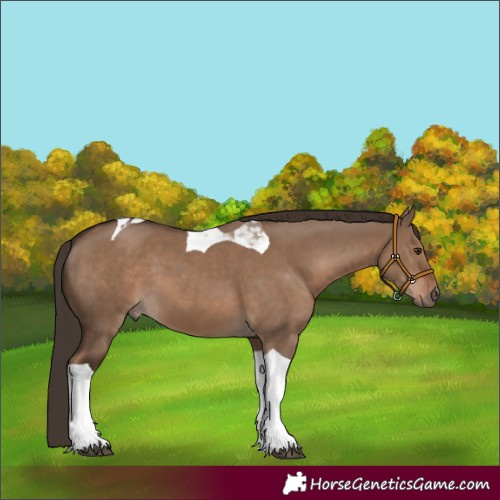 Horse Color:Liver Red Dun Tobiano 