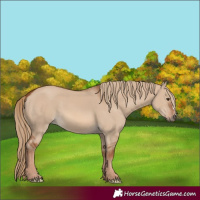Horse Color:Red Dun 