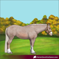Horse Color:Chestnut Appaloosa