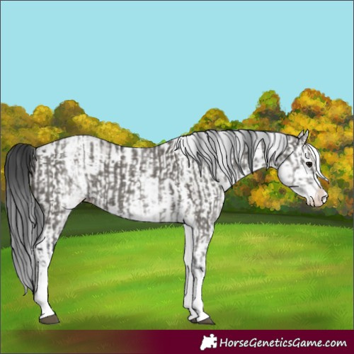 Horse Color:White Spotted Grullo Rabicano  and White Spotted Grullo Splash Rabicano 