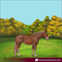 Horse Color:Chestnut 