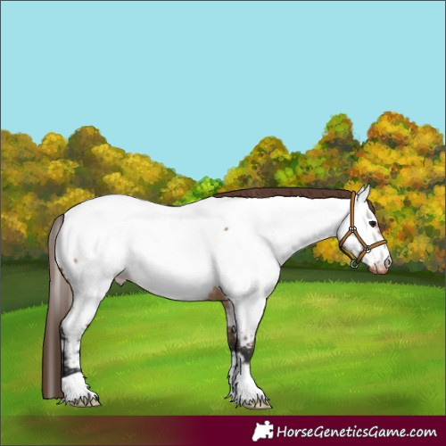 Horse Color:Bay Dun Appaloosa 