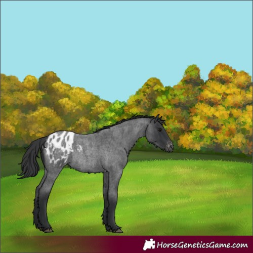 Horse Color:Blue Roan Appaloosa Rabicano 