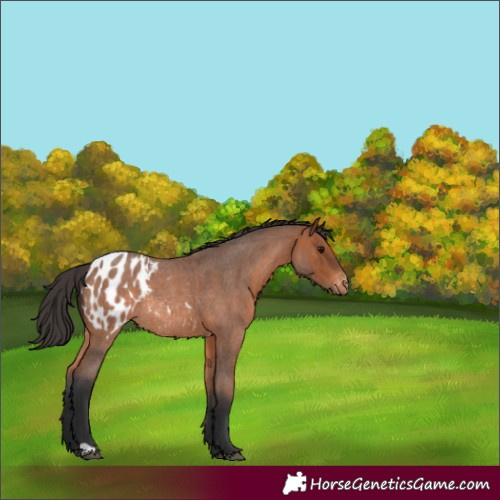 Horse Color:Bay Roan Blanket Rabicano 